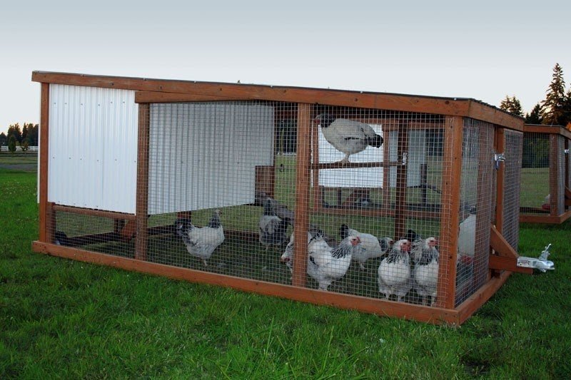 Portable chicken coops