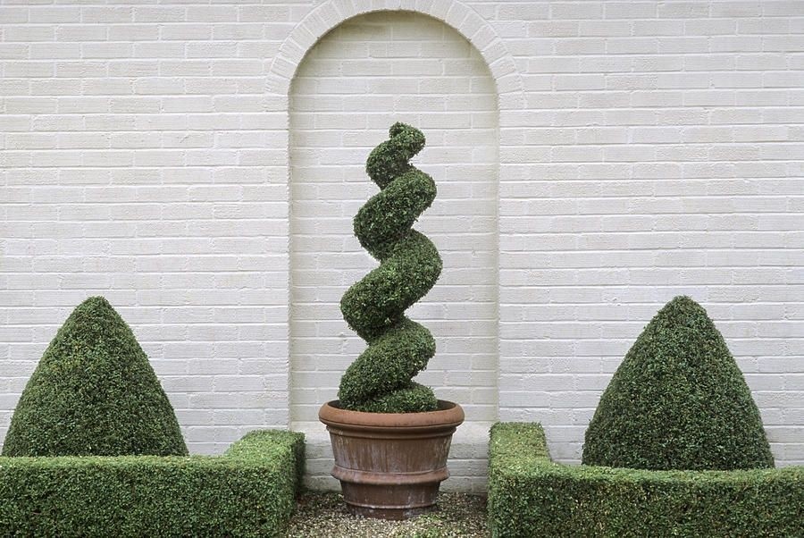 Topiary trees for sale 4