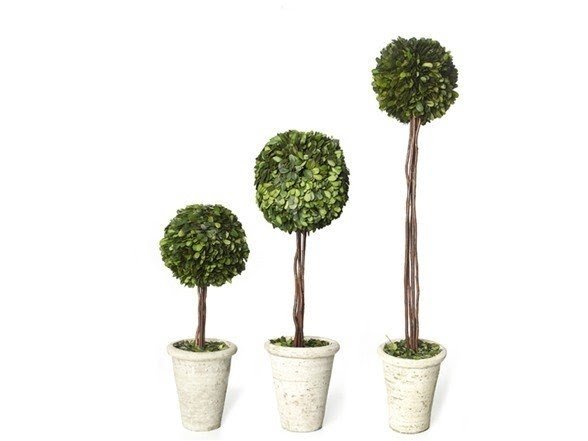 Topiary trees for sale 5