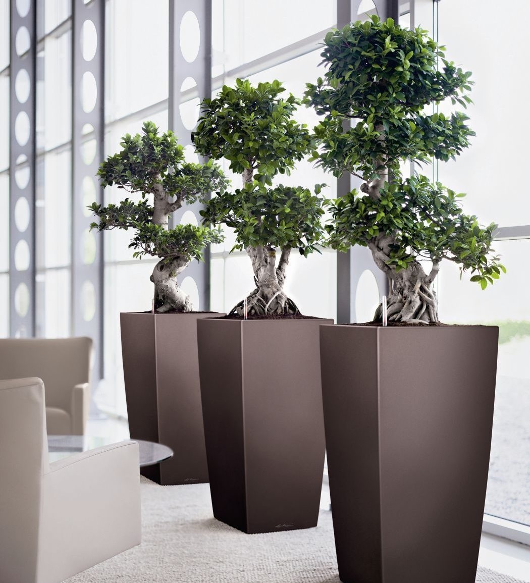 Tall Indoor Planters - Foter