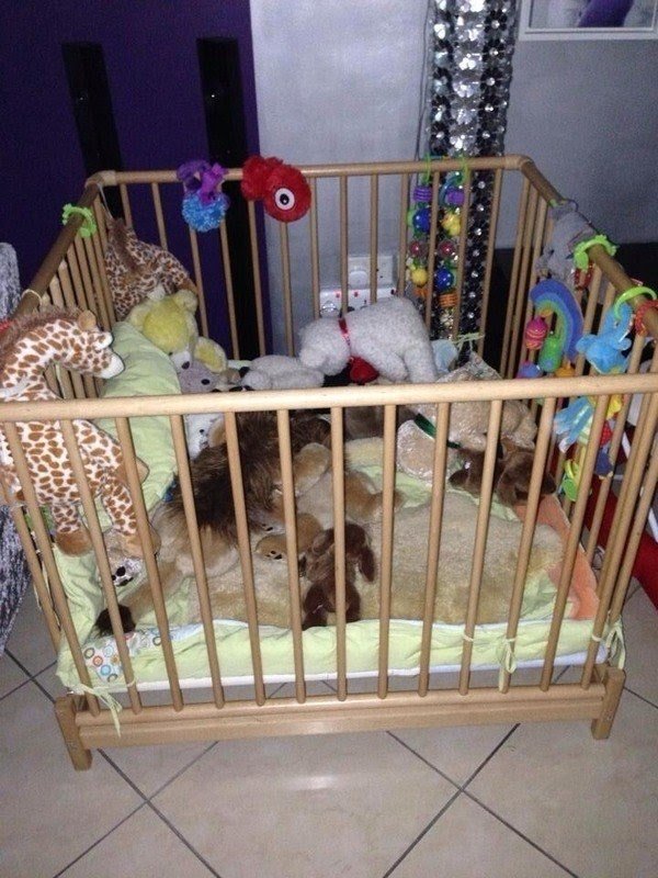 oversized playpens for babies