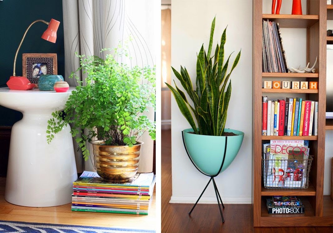 Large Indoor Plant Pots - Ideas on Foter