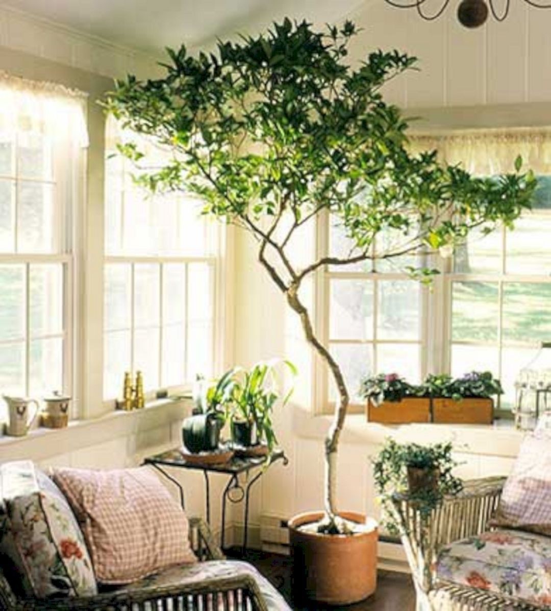 Extra large Indoor Planters for Trees - Foter