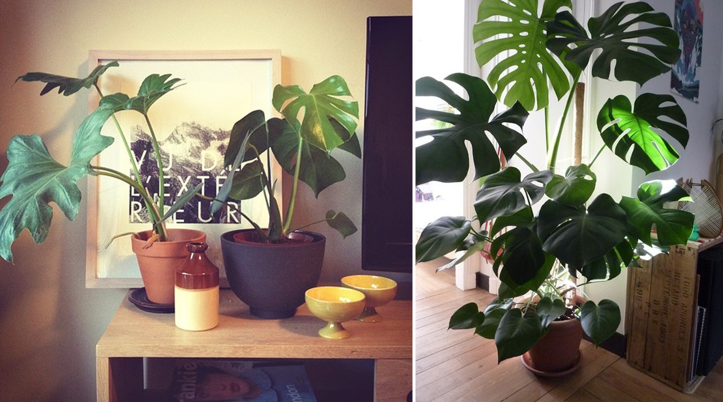 Living Room Large Indoor Plant Pots