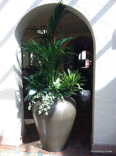 Large Indoor Plant Pots - Foter  Large indoor plants, Large plant