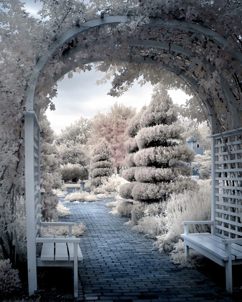 Rose arbor trees benchs surreal dreamy