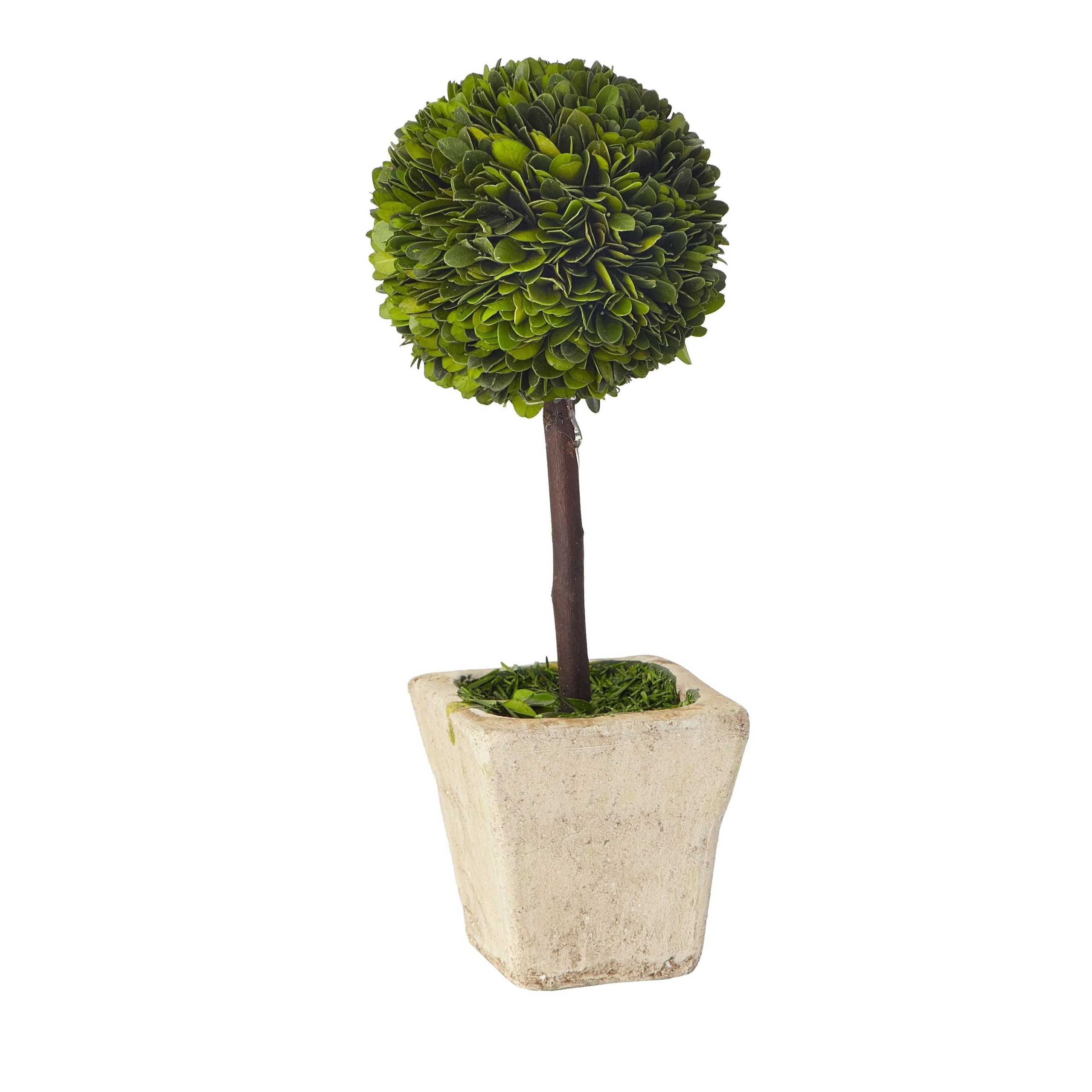 Boxwood Round Tapered Topiary in Planter