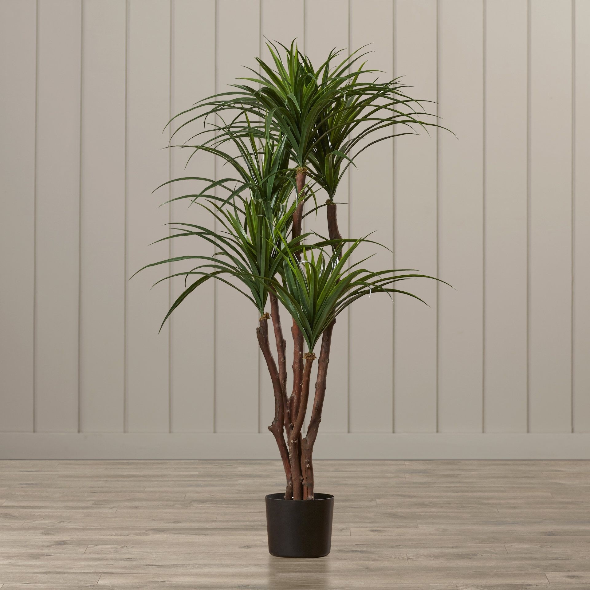 Tropical Yucca Tree in Pot