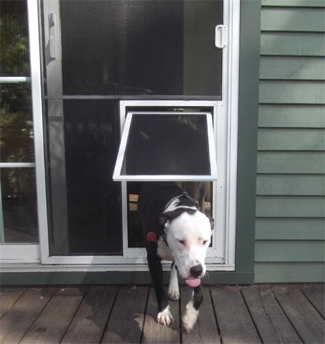 dog safe screen door