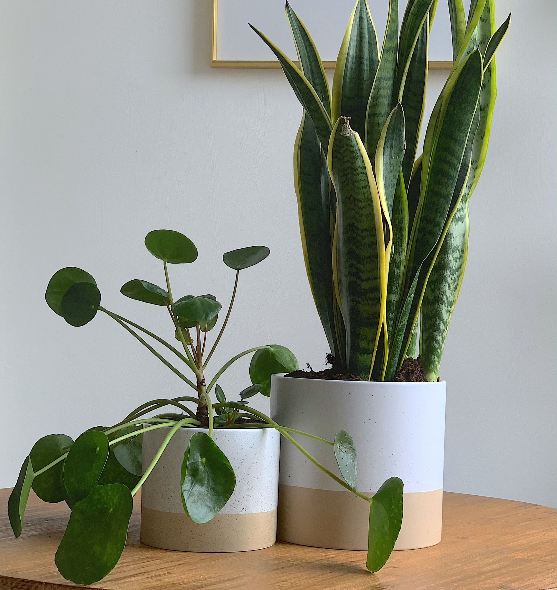 Large Indoor Plant Pots - Ideas on Foter