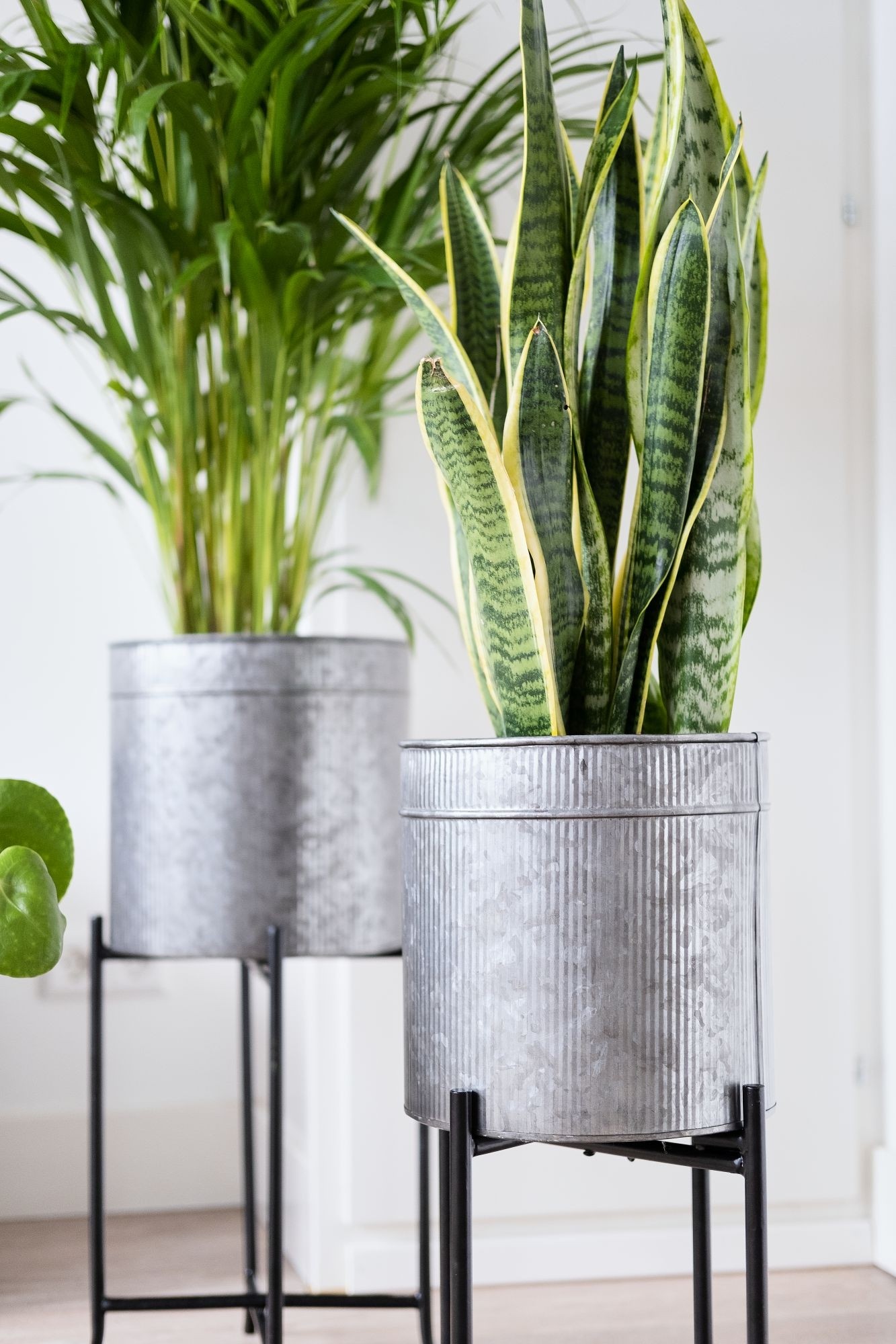 Large Indoor Plant Pots Uk