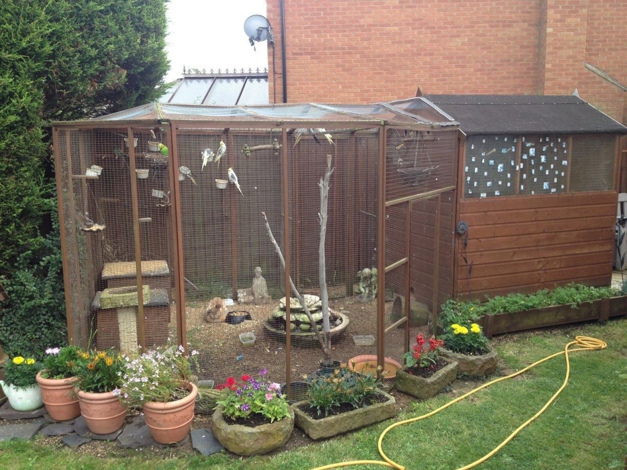 Aviaries For Sale Ideas On Foter   Aviary Birds For Sale Peterborough Cambridgeshire 