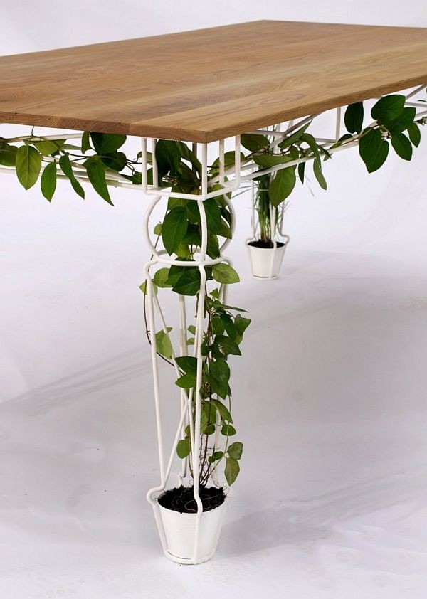 Unique indoor plants simple effort for eco friendly home 1