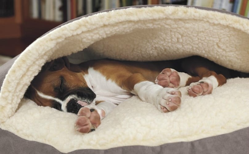 5 best covered dog beds reviews updated 2019 dog