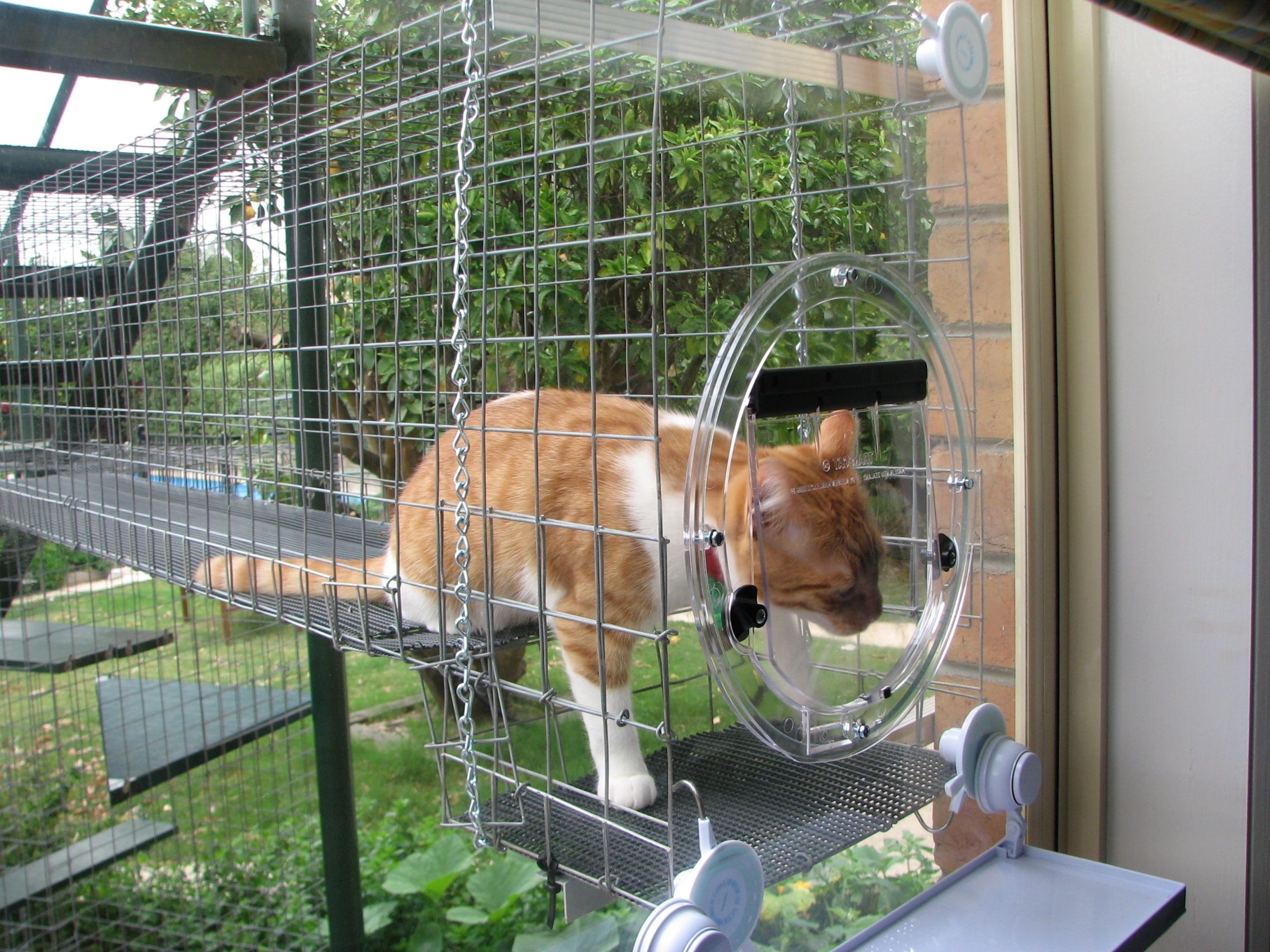 Cat enclosure pinterest catnip cat enclosures fiona