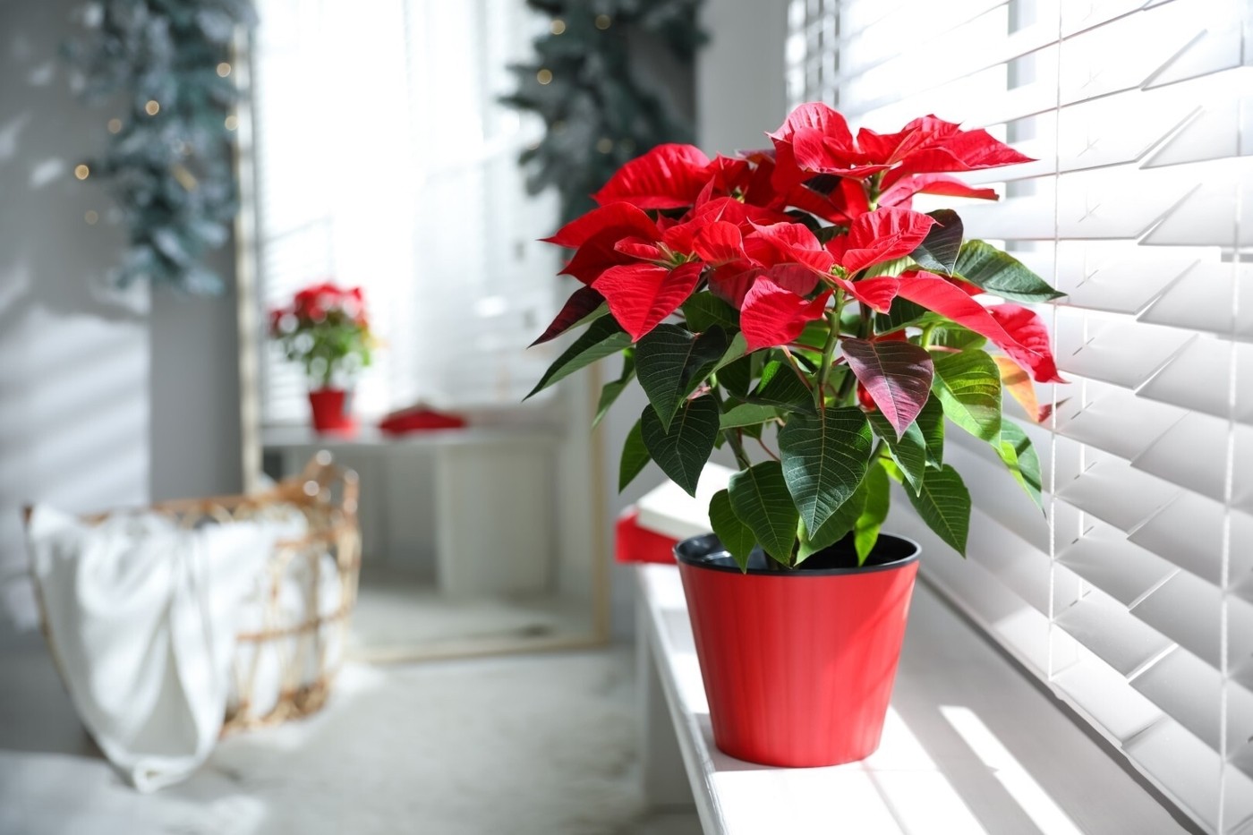 Beautiful poinsettia