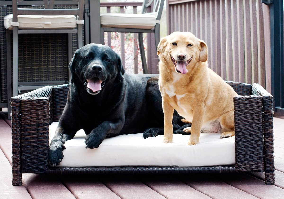 Large outdoor dog chair for two 