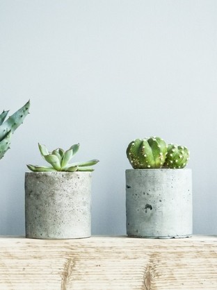 How To Care For Succulents: Growing Them Doesn’t Have To Be Prickly!