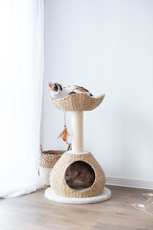 29" Clower Cat Tree