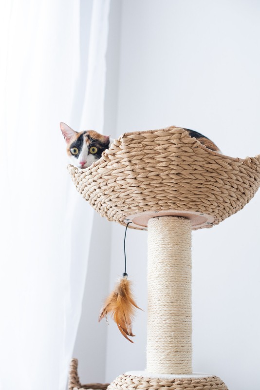 29" Clower Cat Tree