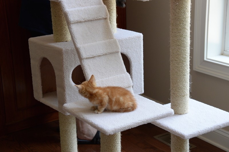 77" Zuckerman Classic Real Wood Jackson Galaxy Approved Cat Tree