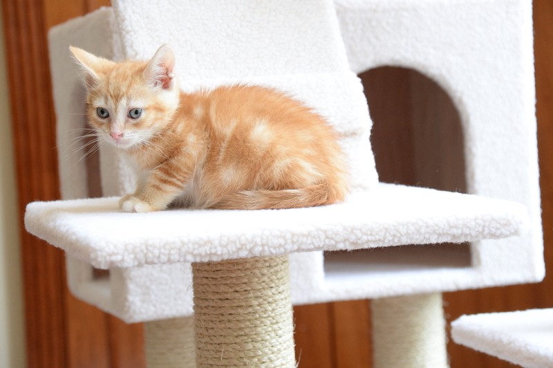 77" Zuckerman Classic Real Wood Jackson Galaxy Approved Cat Tree