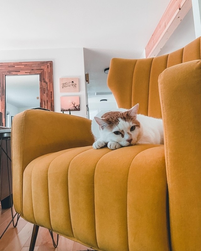 Cayleigh 27.5'' Wide Velvet Wingback Chair
