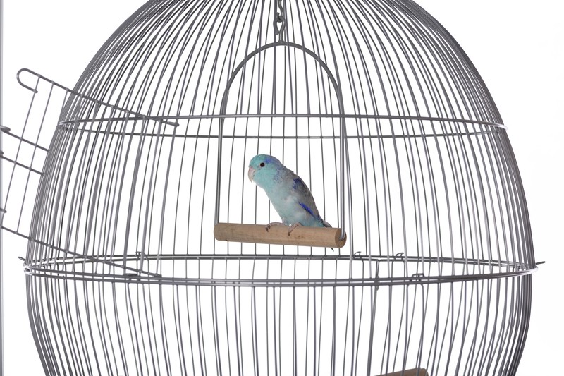 Cotto 30'' Dome Top Hanging Bird Cage with Perch