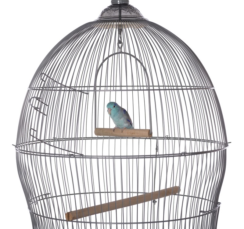 Cotto 30'' Dome Top Hanging Bird Cage with Perch