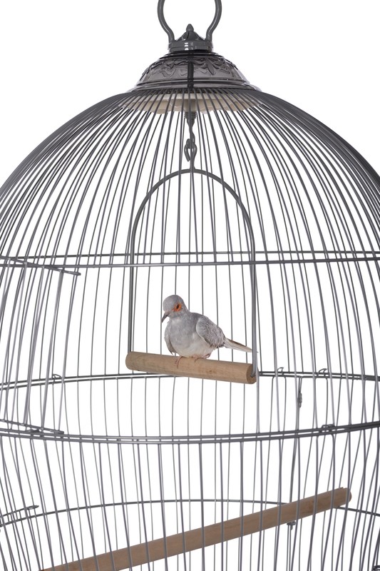 Cotto 30'' Dome Top Hanging Bird Cage with Perch
