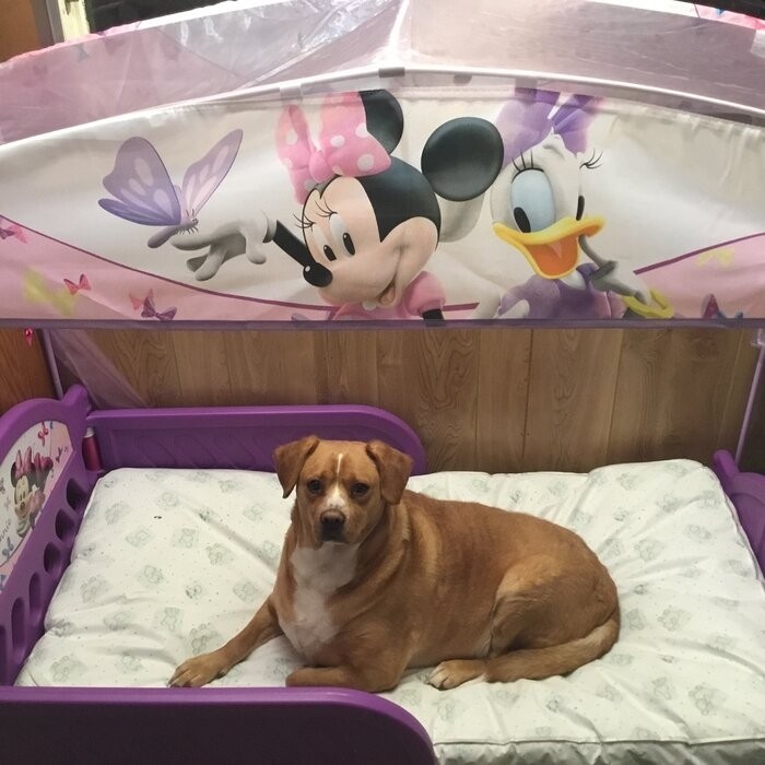 Disney Minnie Mouse Bow-tique Convertible Toddler Bed