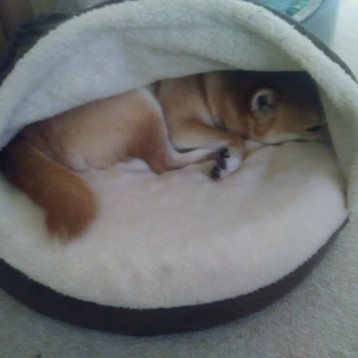 Elnora Hooded Dog Bed