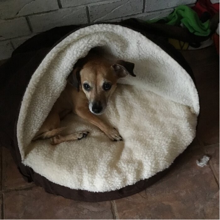 Elnora Hooded Dog Bed