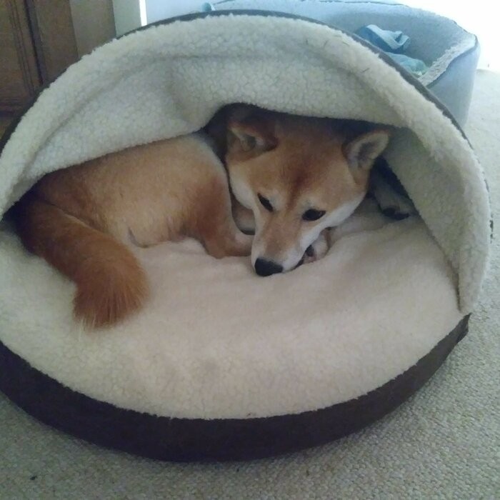 Elnora Hooded Dog Bed