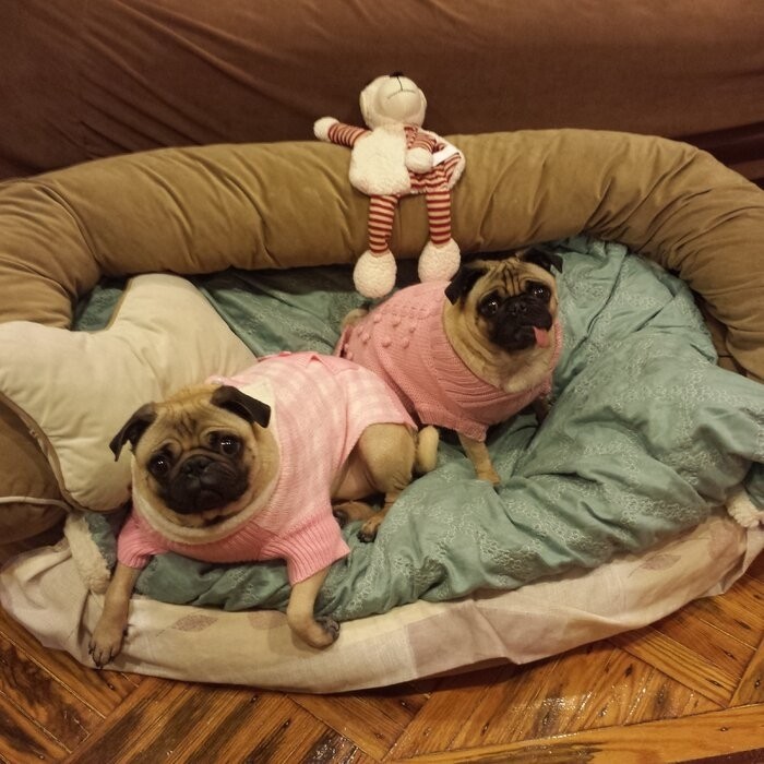 Elnora Hooded Dog Bed