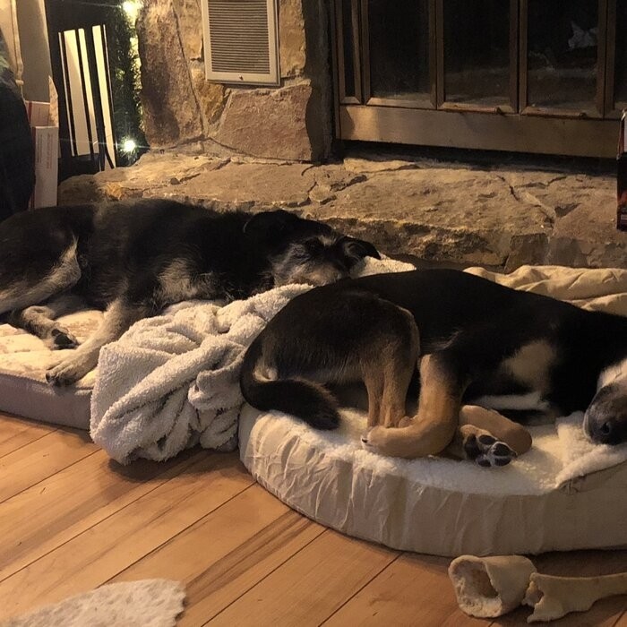 Elnora Hooded Dog Bed