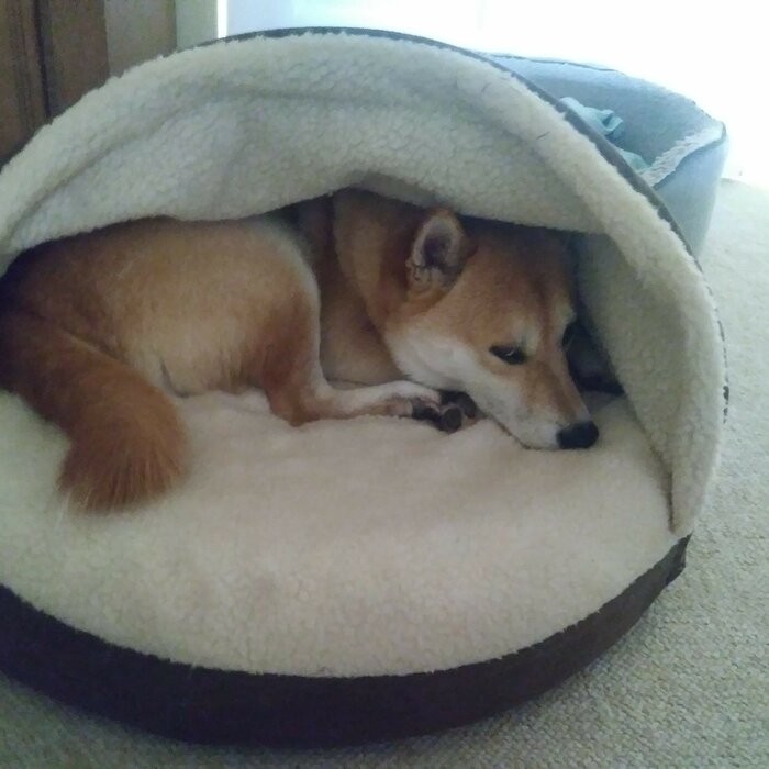 Elnora Hooded Dog Bed