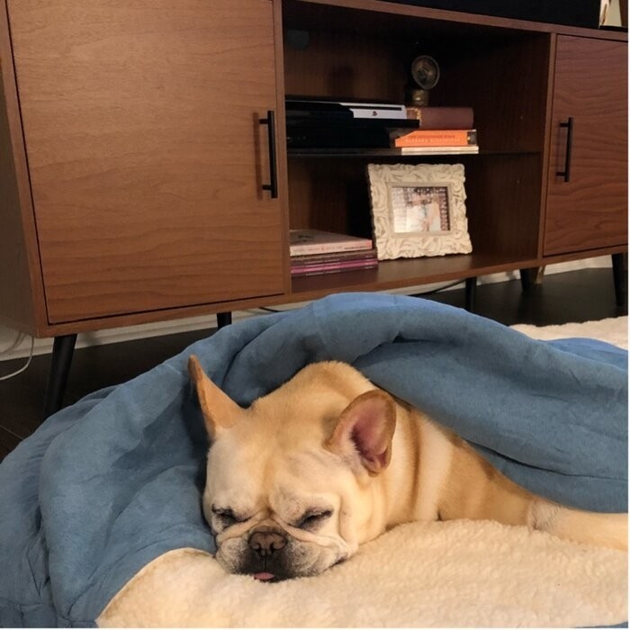 Elnora Hooded Dog Bed