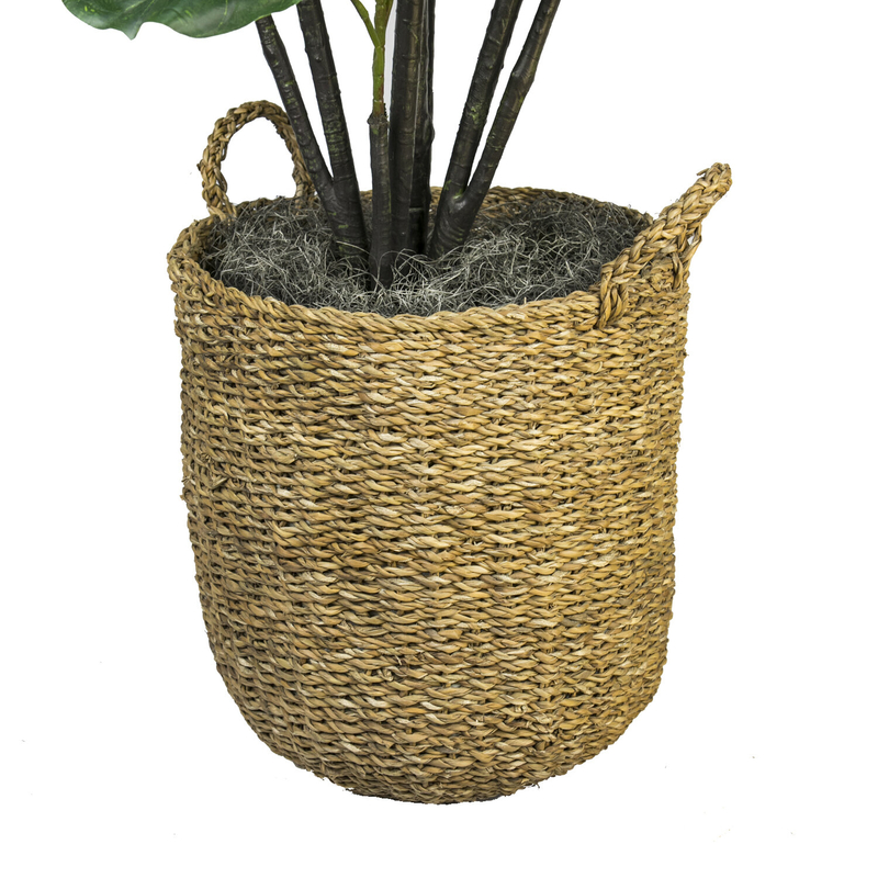 Fiddle Leaf Fig Tree with Basket