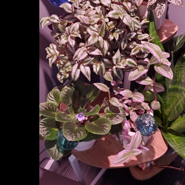 Tallulah Triangular Multi-Tiered Plant Stand