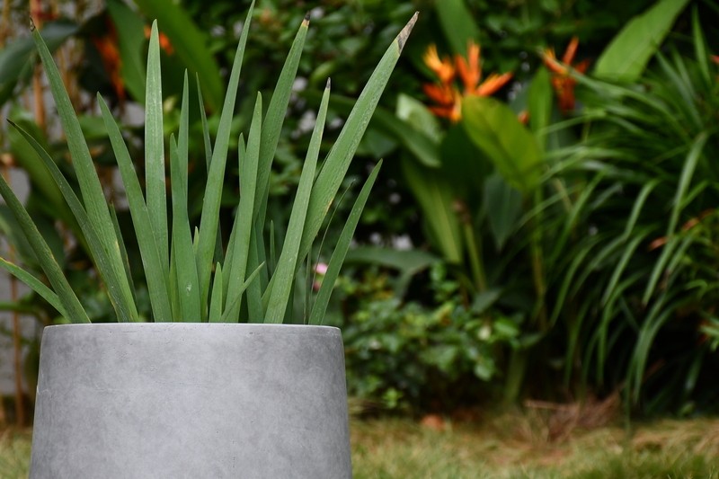 Terri Fiberglass Pot Planter