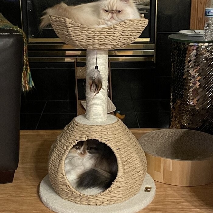29" Clower Cat Tree