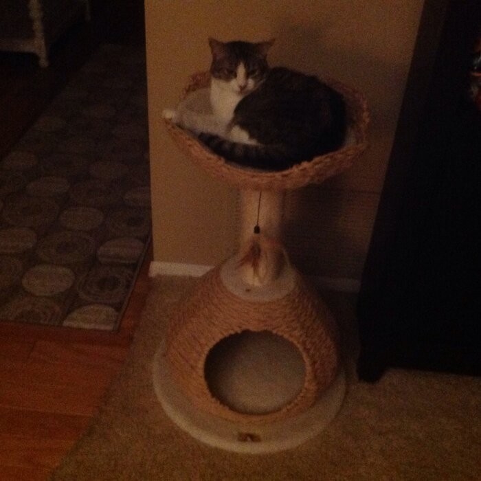 29" Clower Cat Tree