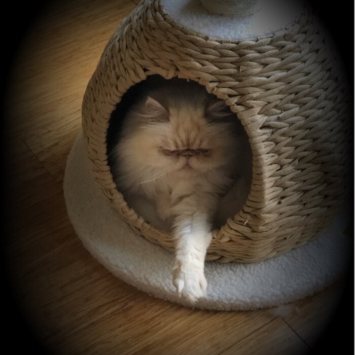 29" Clower Cat Tree