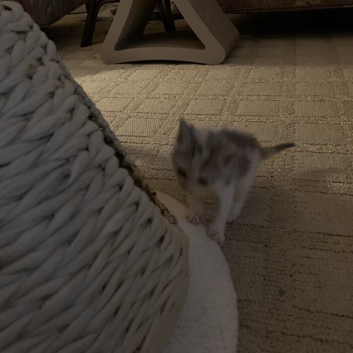 29" Clower Cat Tree