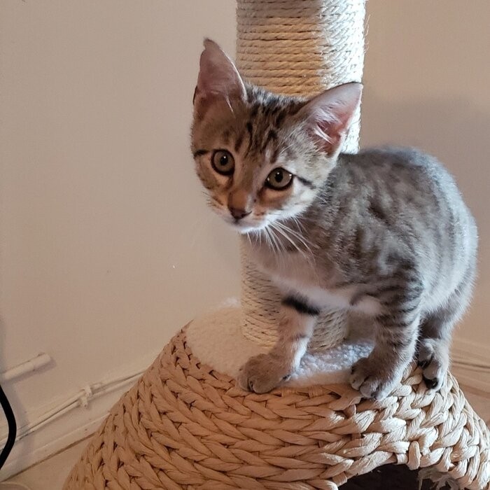 29" Clower Cat Tree