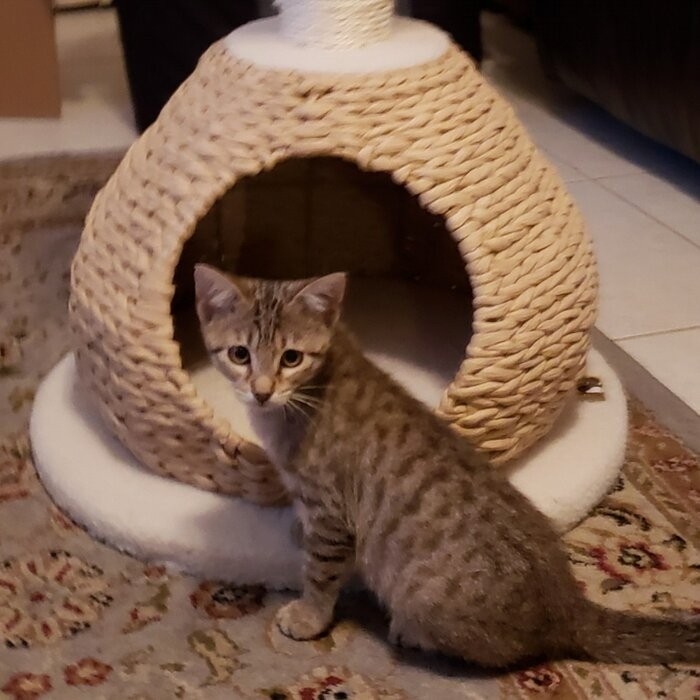29" Clower Cat Tree