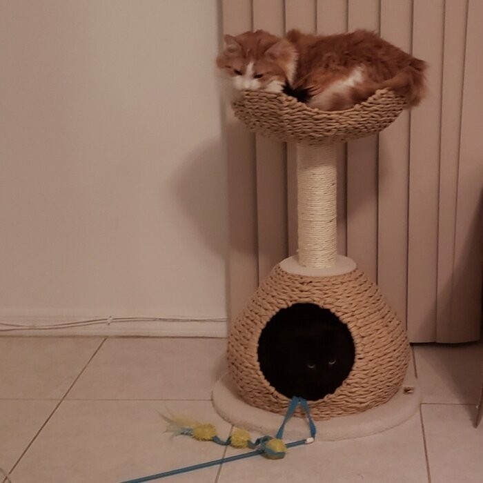 29" Clower Cat Tree