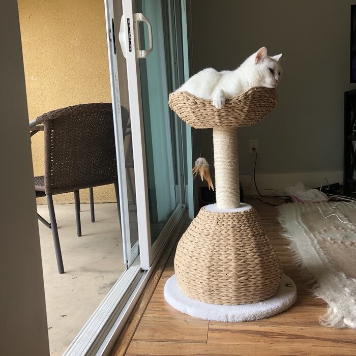 29" Clower Cat Tree
