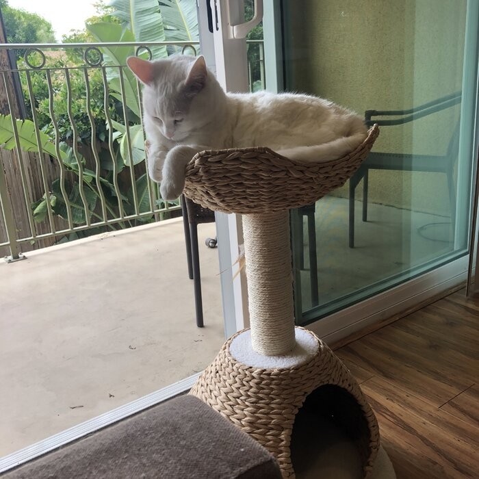 29" Clower Cat Tree